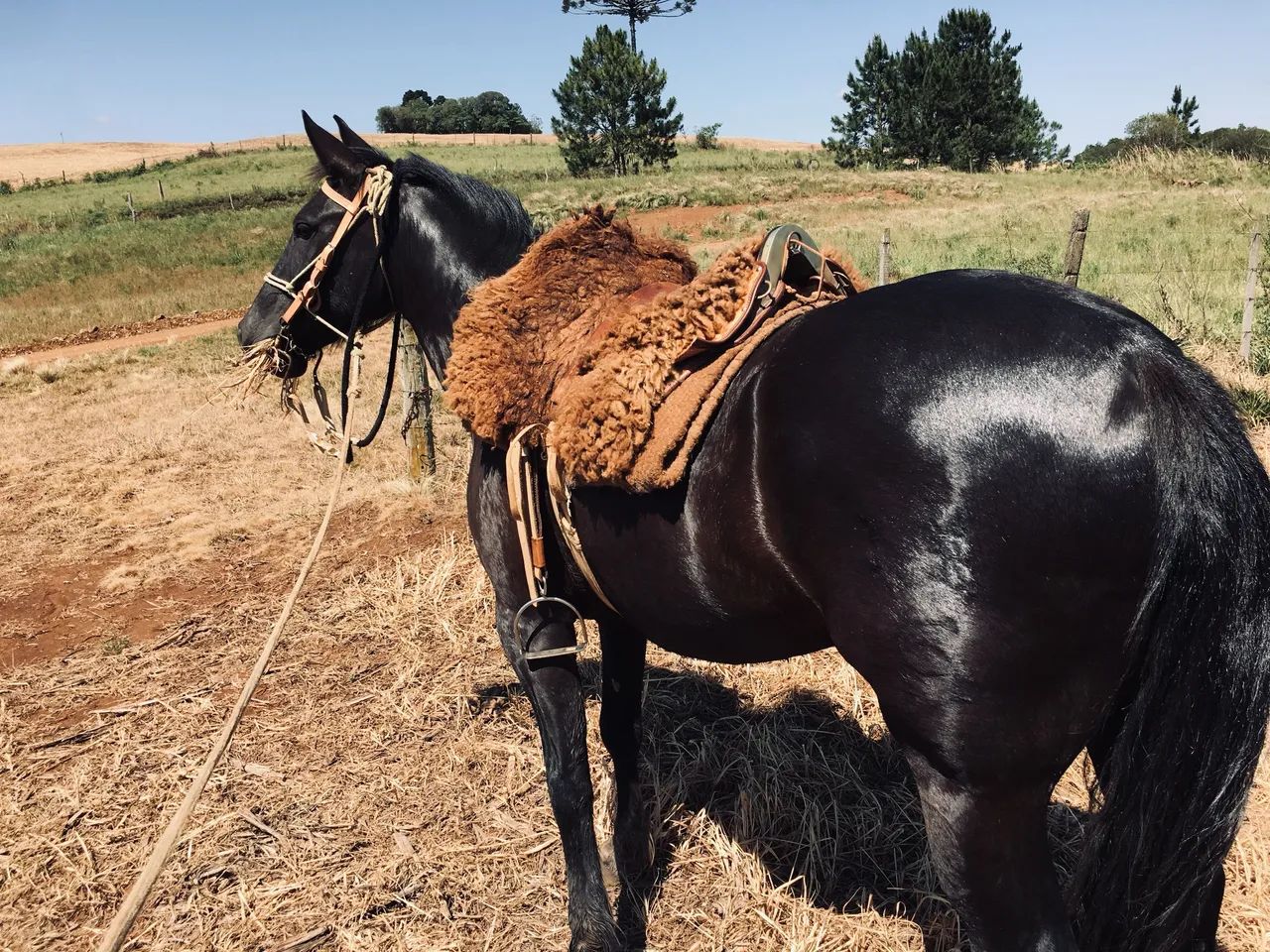 Vendo égua criola - Foto 3
