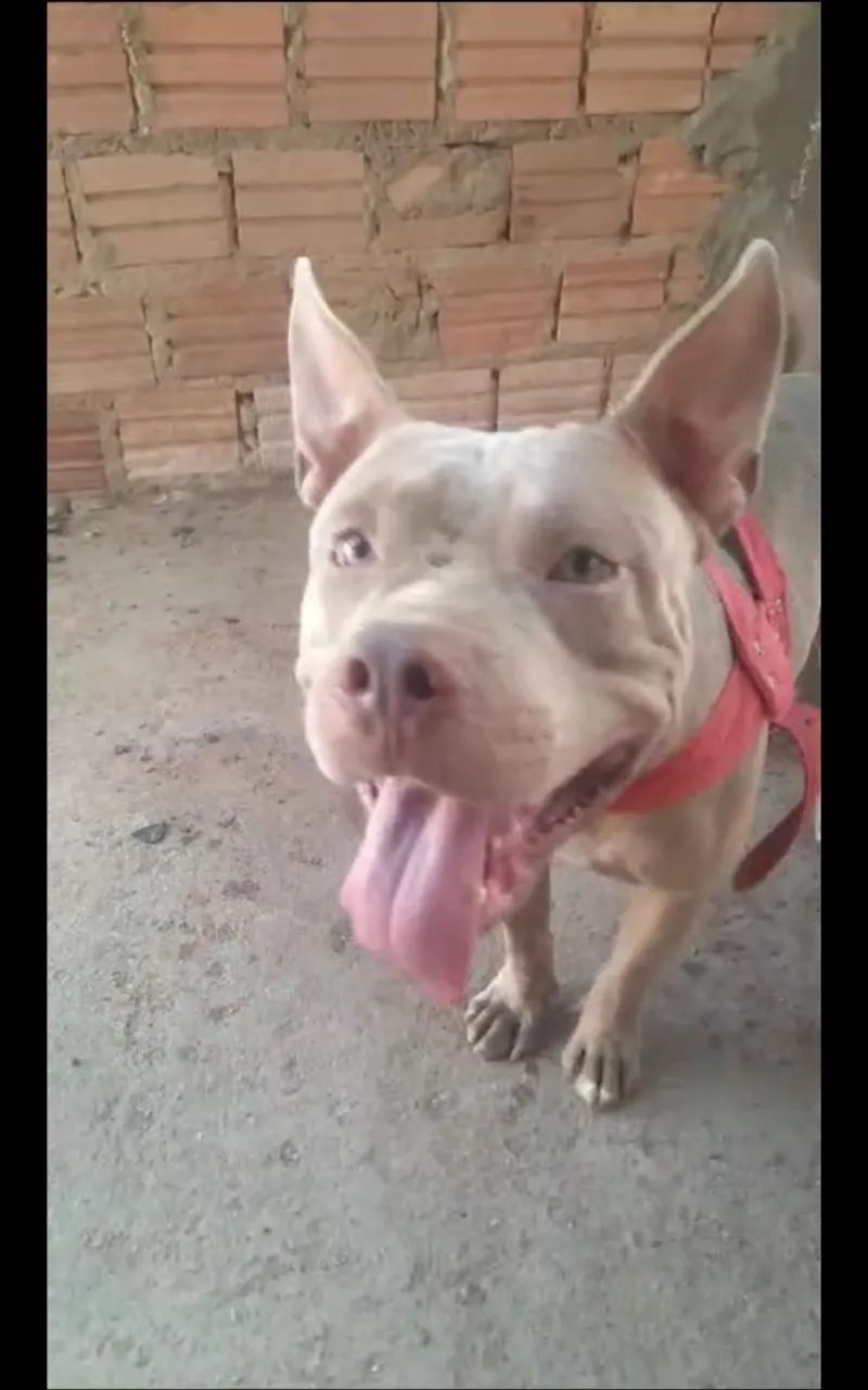 America bully lindo e dócil 600 reais,11 meses