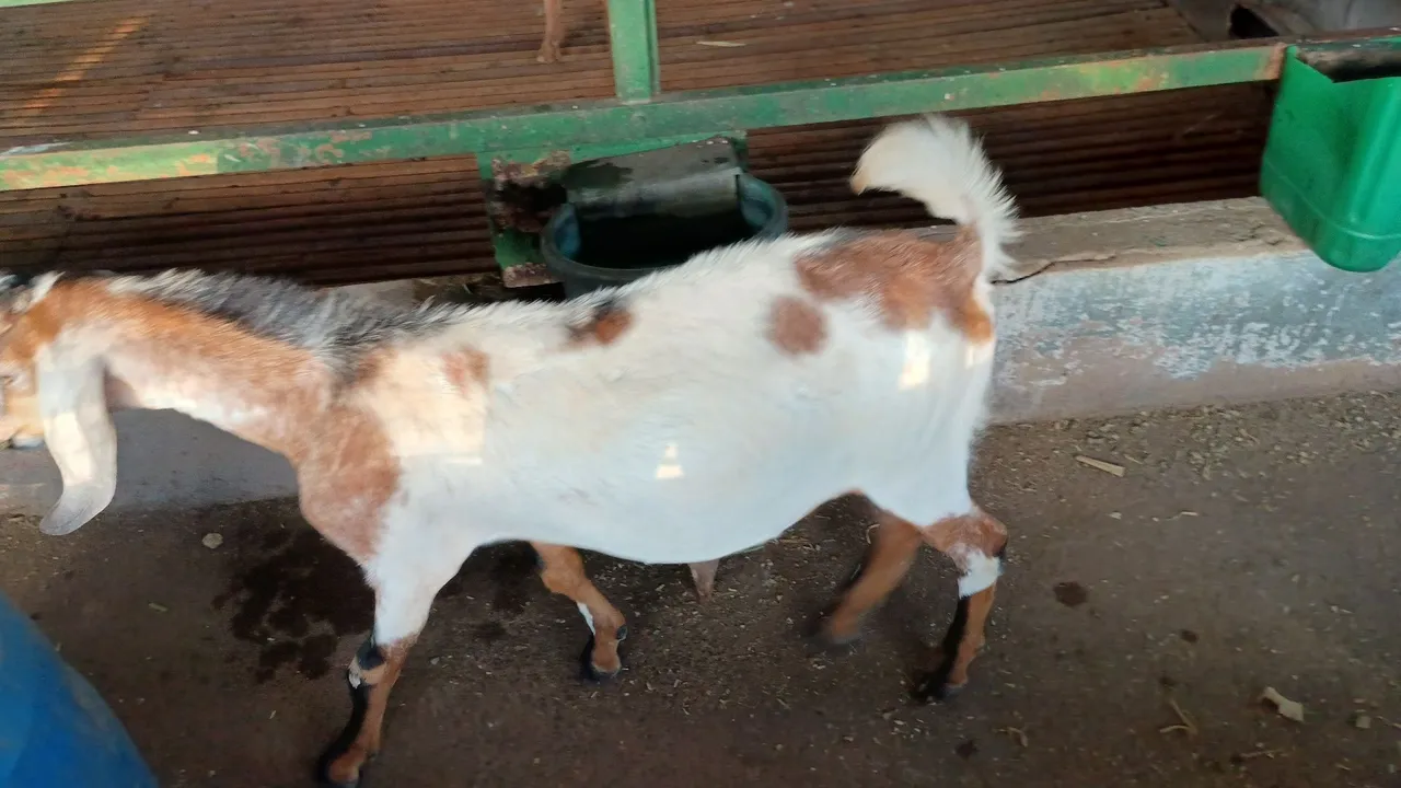 Bodinhos Anglo nubiano