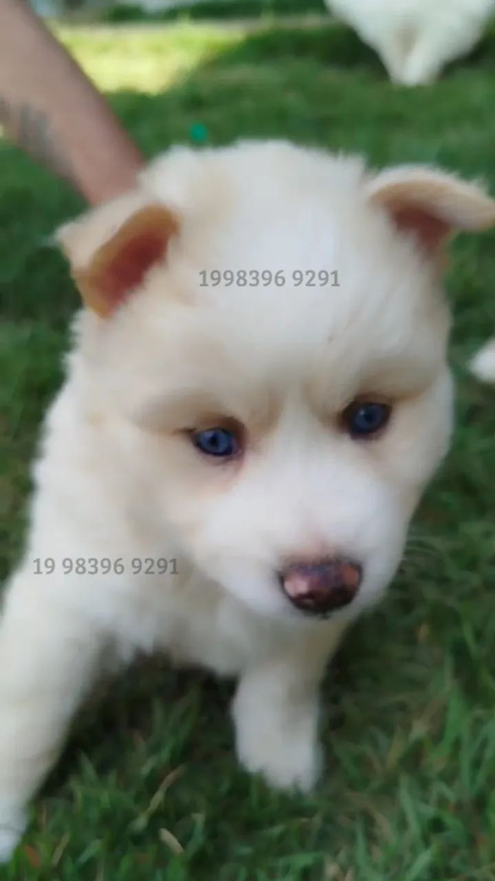  Filhotes de Pomsky disponíveis - Mini Husky com Lulu da Pomerânia!  - Foto 4