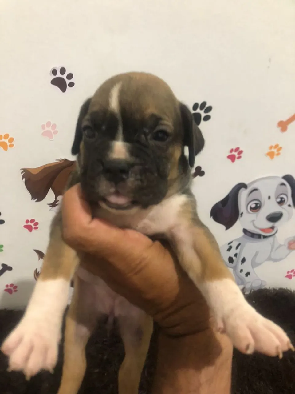 Filhote Boxer