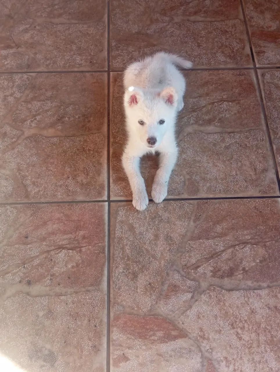 Filhote de Husky Siberiano - Foto 2