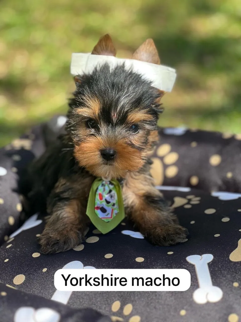 Yorkshire Terrier Macho e fêmea