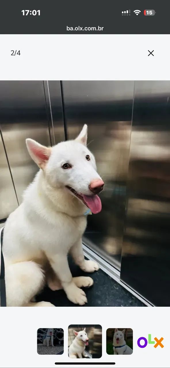 Doando cachorro mais informações + *