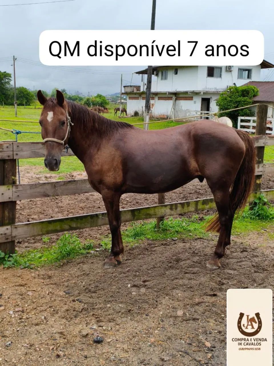 Cavalo Quarto de milha de barbada 