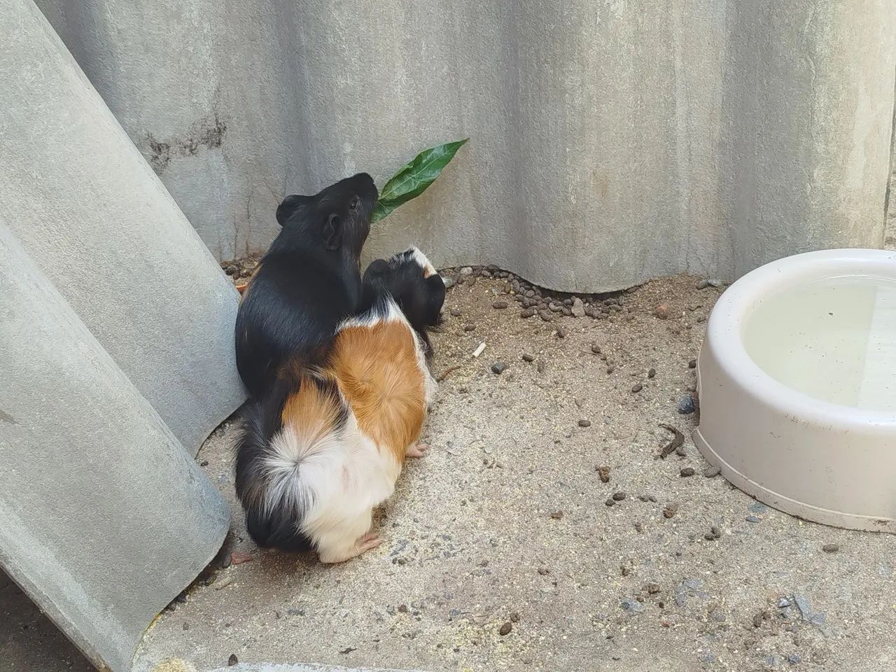 Porquinhos da Índia  - Foto 3