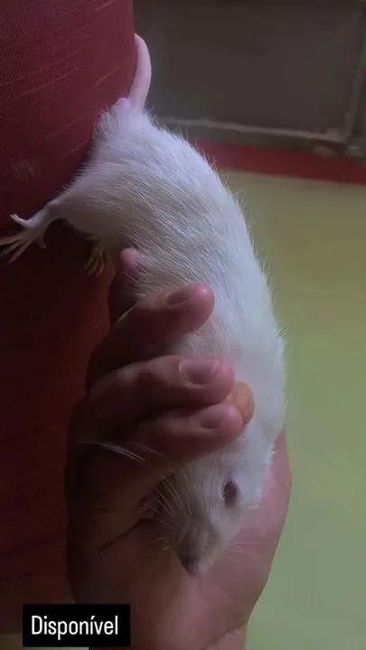 Rato branco disponíve