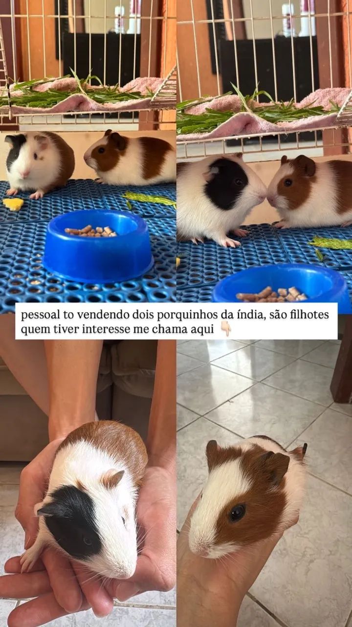 Casal de Porquinho da Índia  - Foto 2