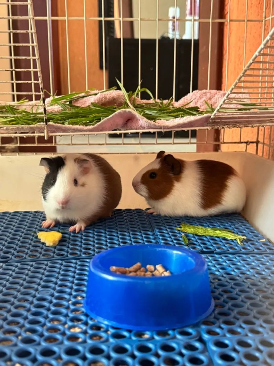 Casal de Porquinho da Índia 