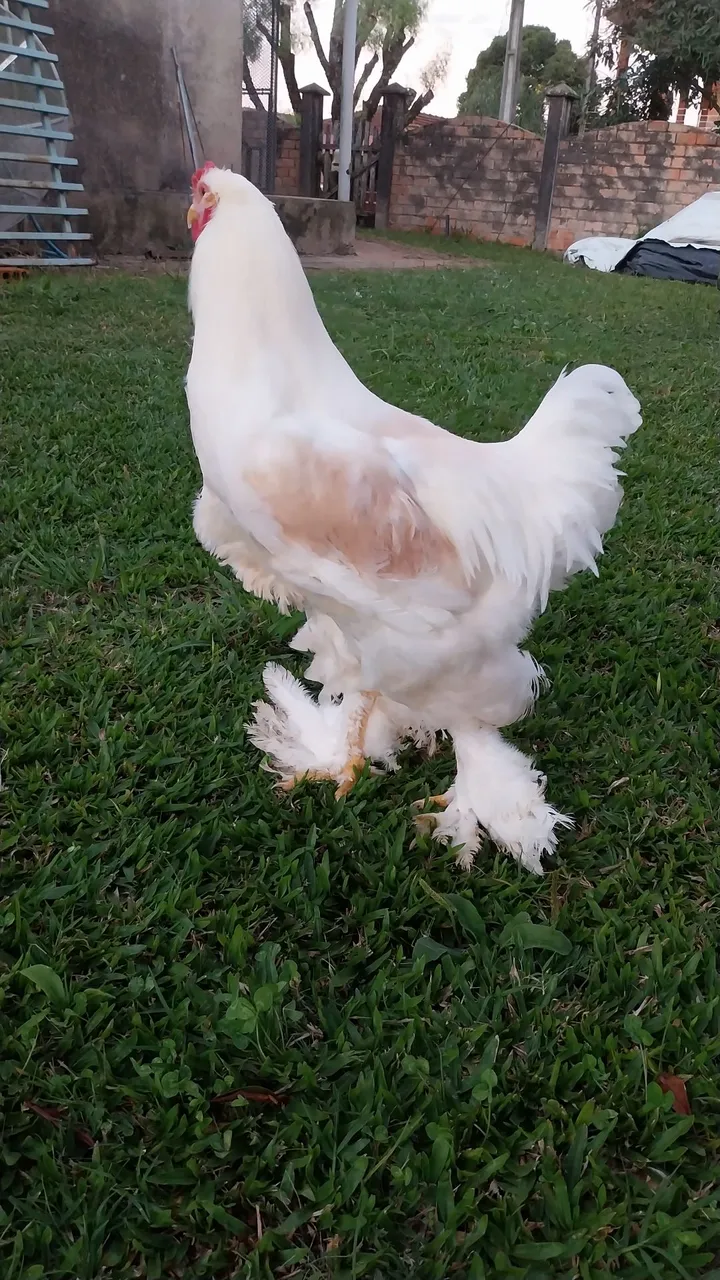 Galo Brahma