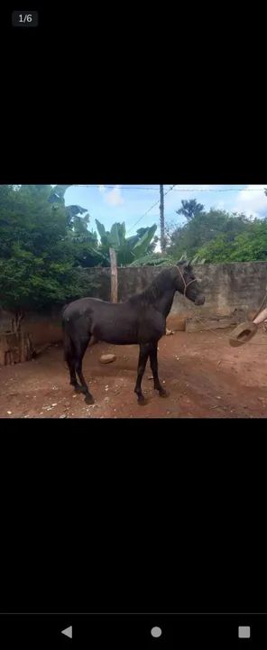 Potro Mangalarga Marchador - Foto 2