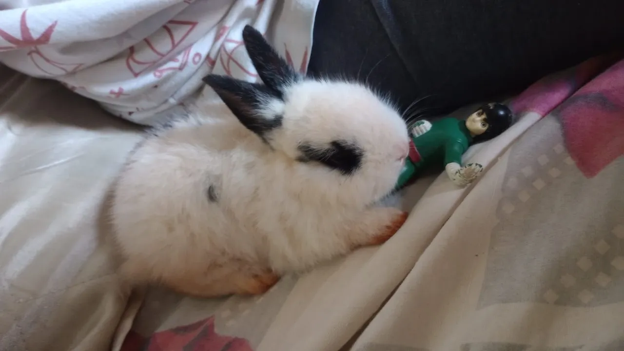 Coelho fofinho mini
