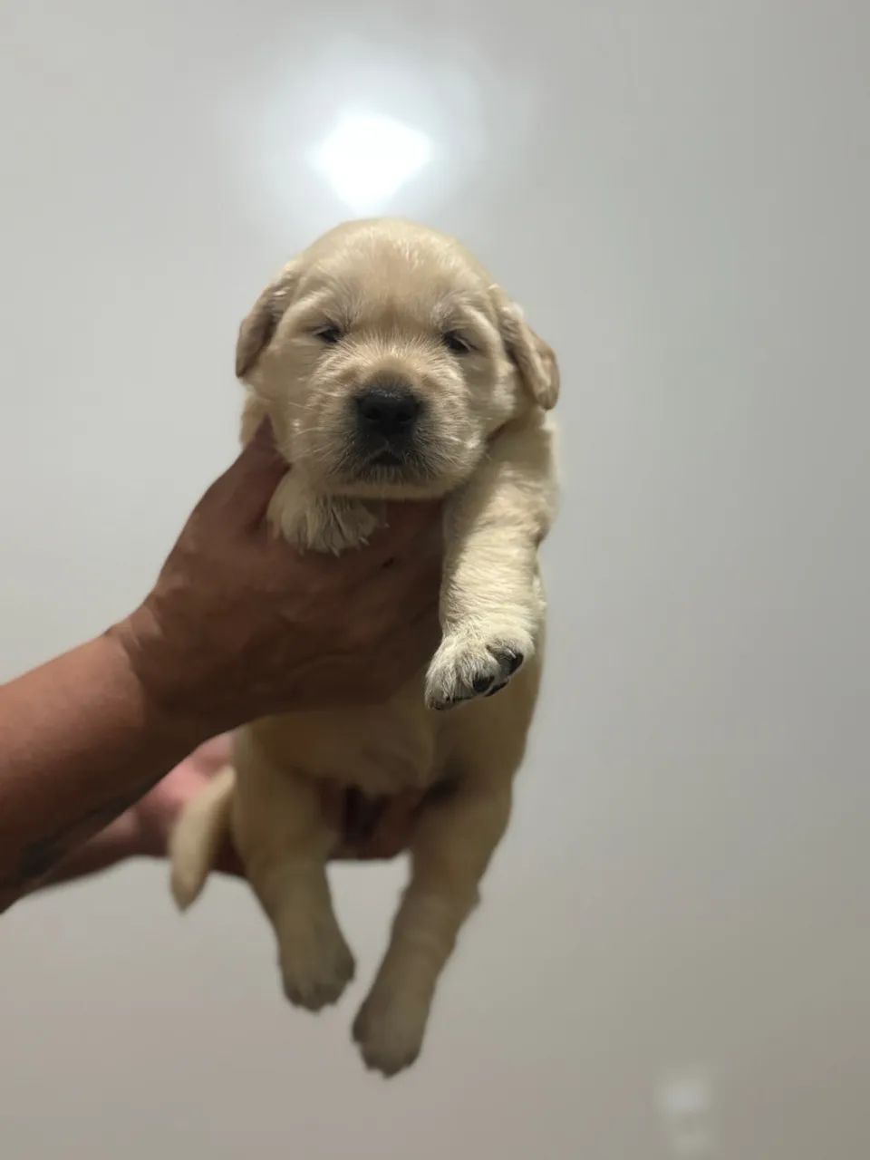 Filhote de Golden Retriever
