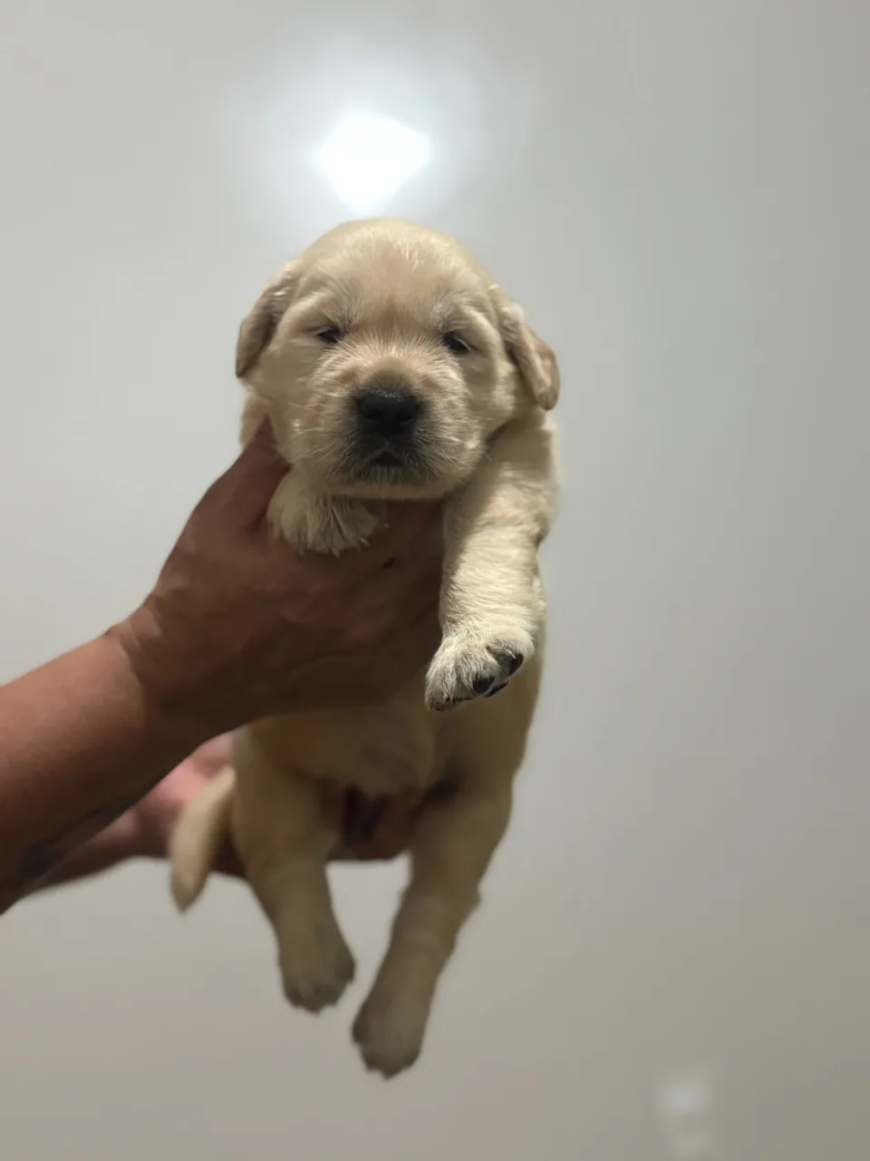 Filhote de Golden Retriever
