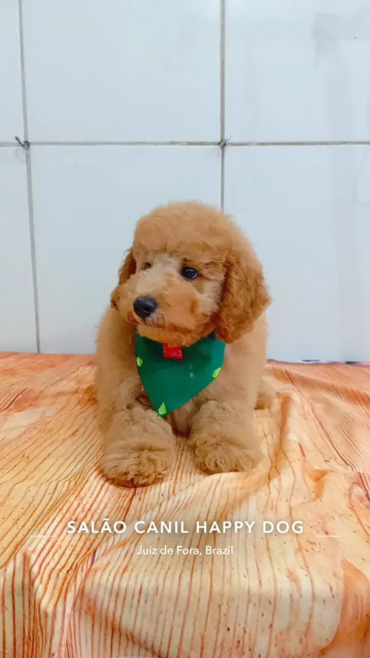 Filhote de Poodle disponível!