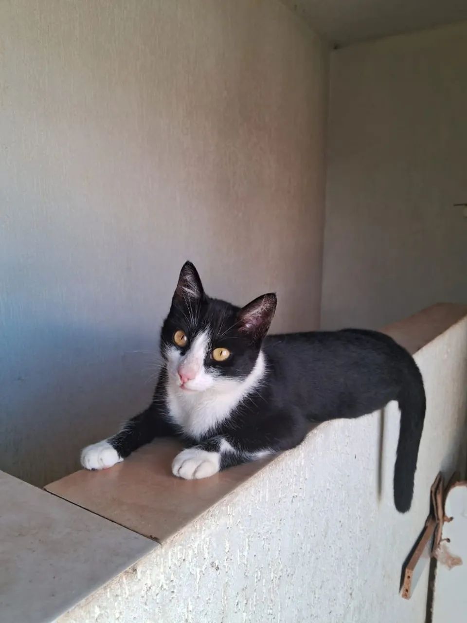 Gata adulta  adorável para adoção responsável  - Foto 2