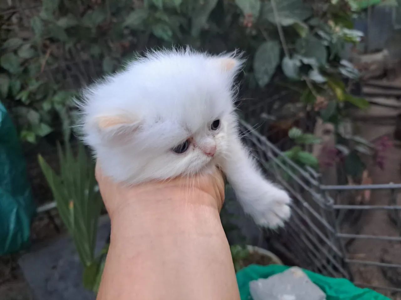 Gatos persa show@elisandrapet - Foto 3