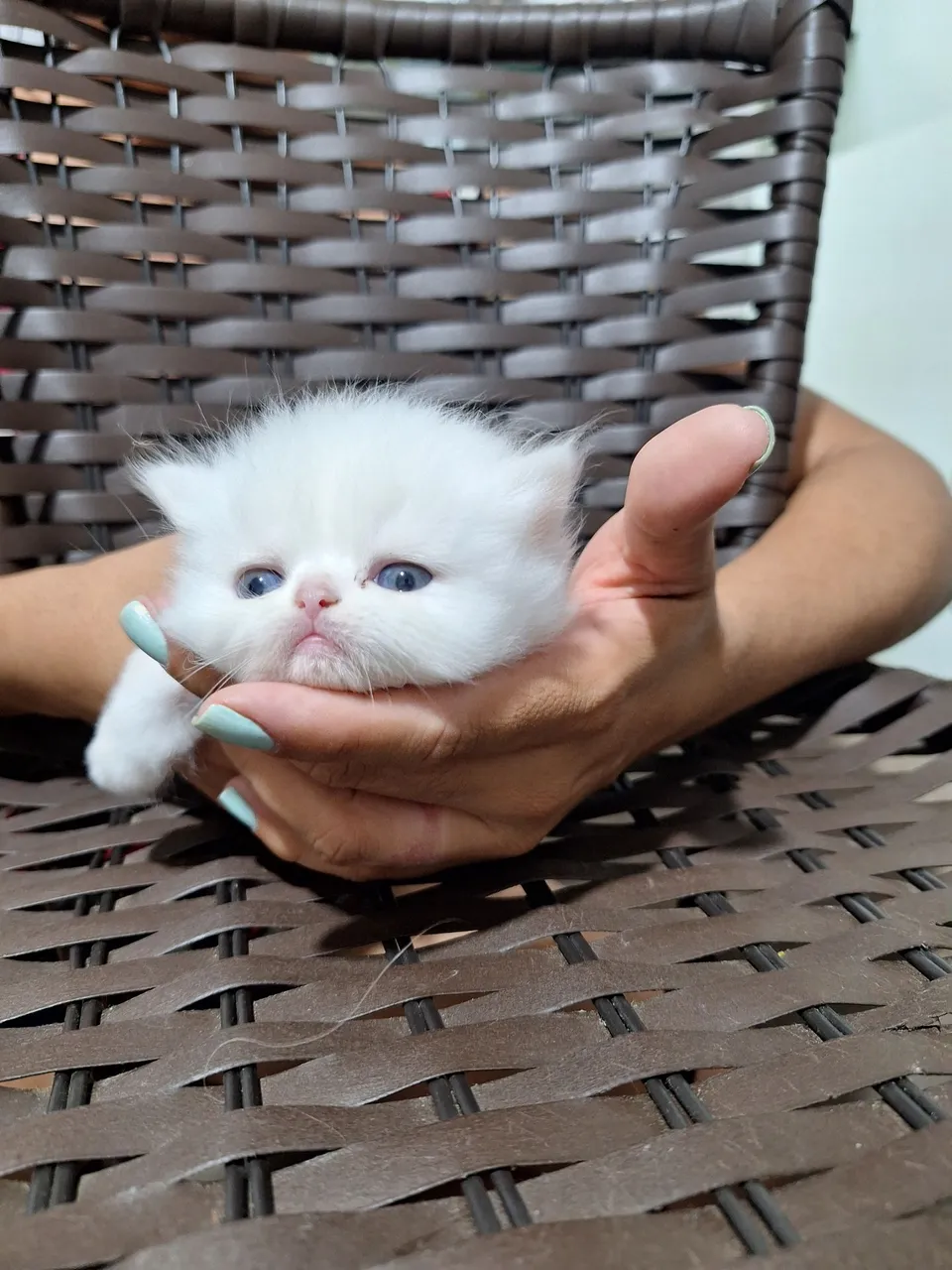 Gatinho Persa Branco
