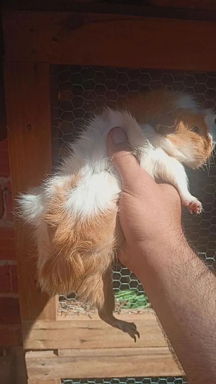 Porquinho da índia fêmea peruana leia o anúncio 