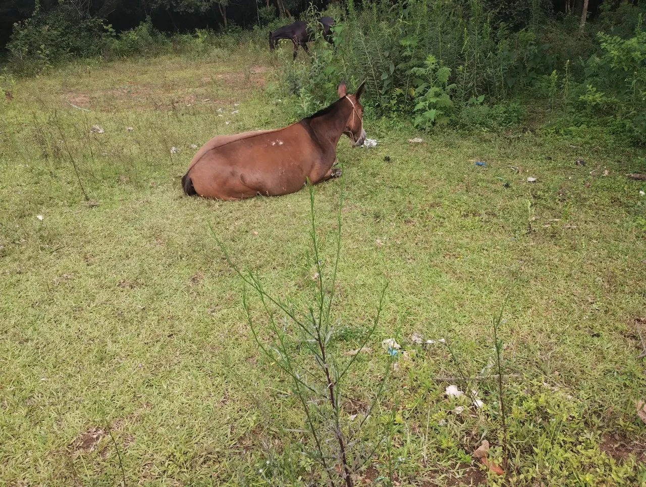 Mula pra venda - Foto 6