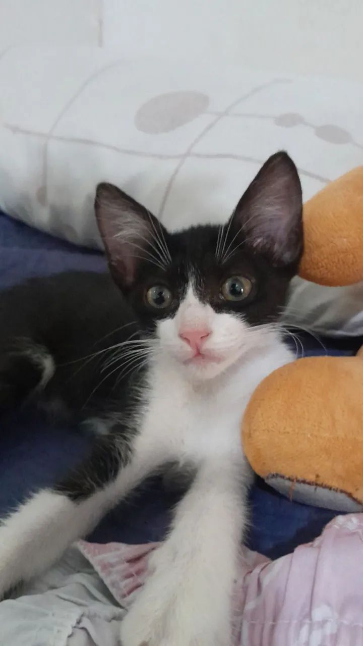 Gatinha para doação  - Foto 2