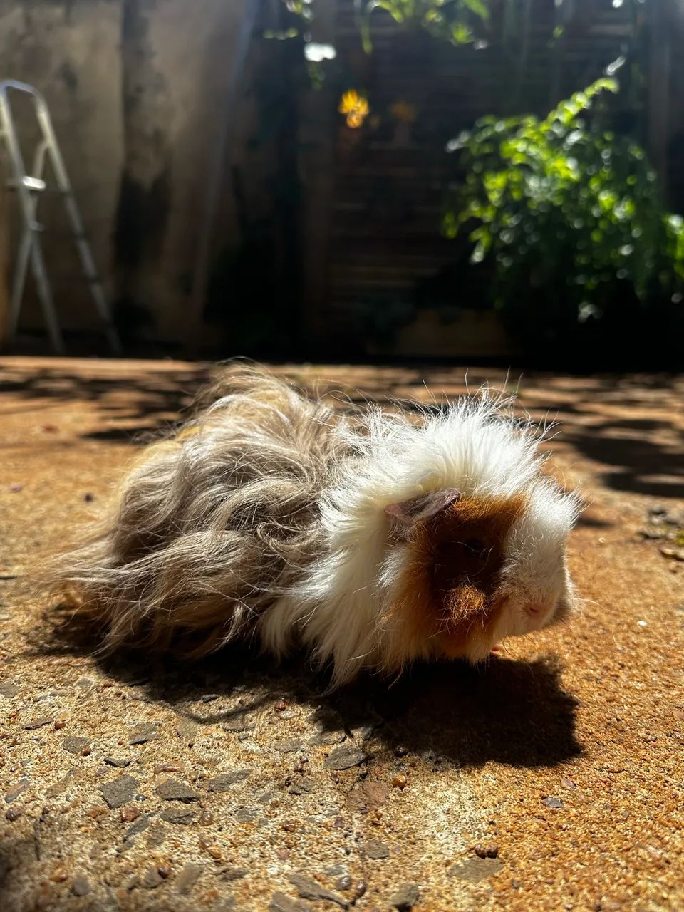 Porquinho da india texel/alpaca pelo longo  - Foto 6