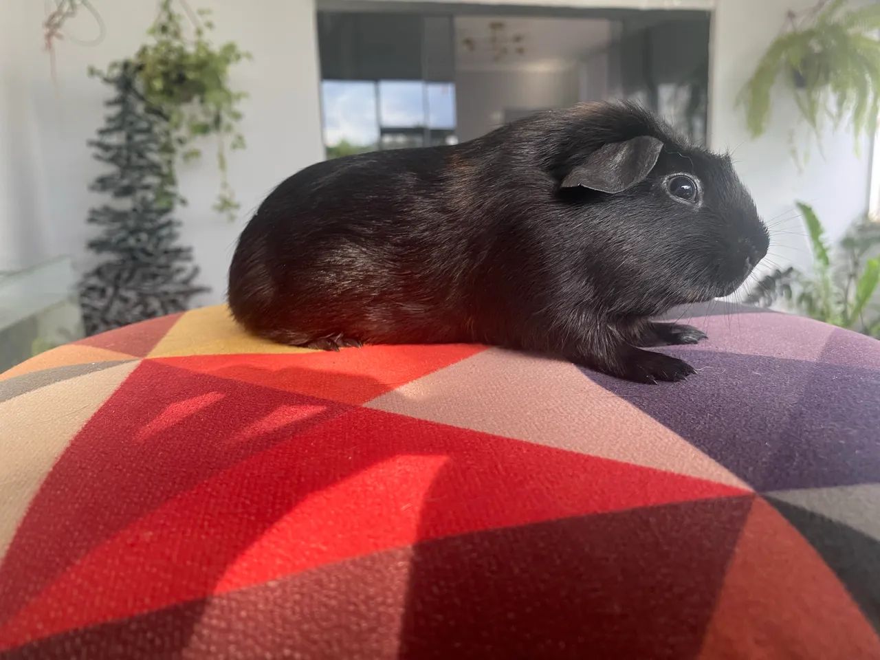 Porquinho da Índia Inglês Europeu  - Foto 2