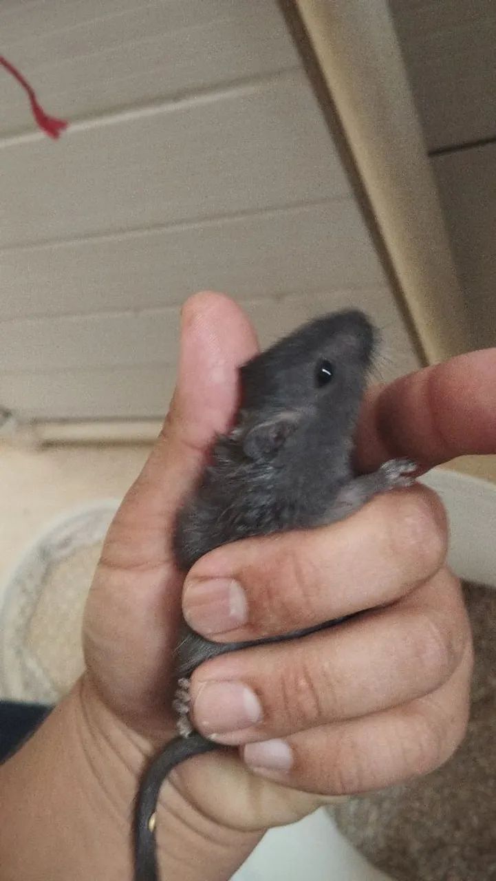 Filhotes de Gerbil a venda