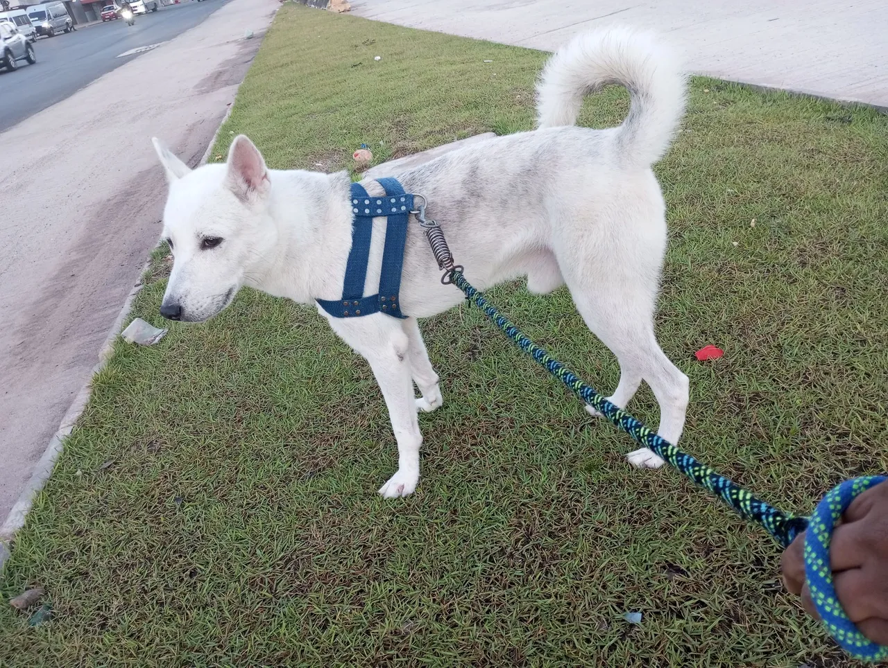 Cão Branco Porte Médio