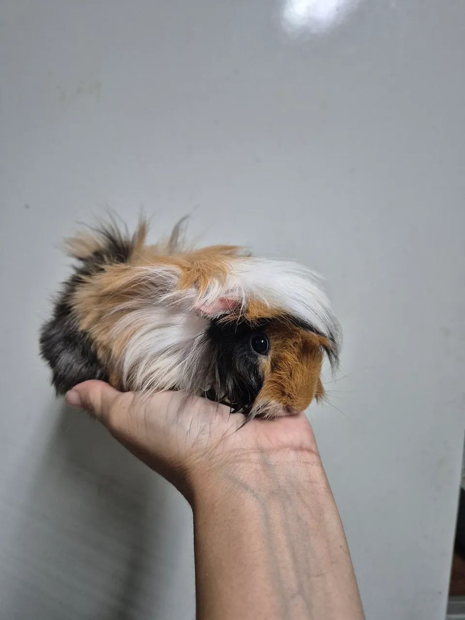 Porquinho da Índia (pelagem comprida)