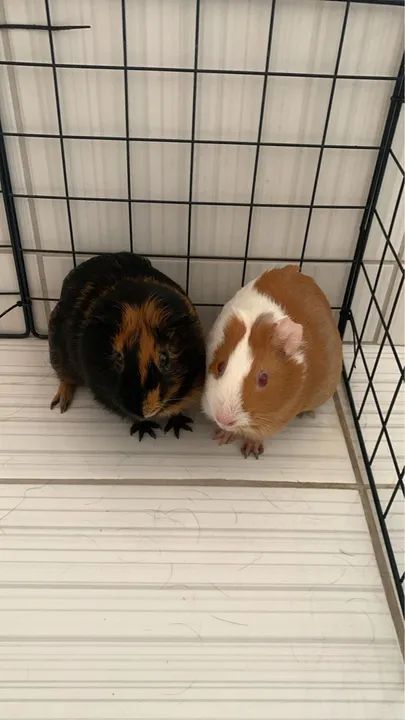 Porquinhos da Índia