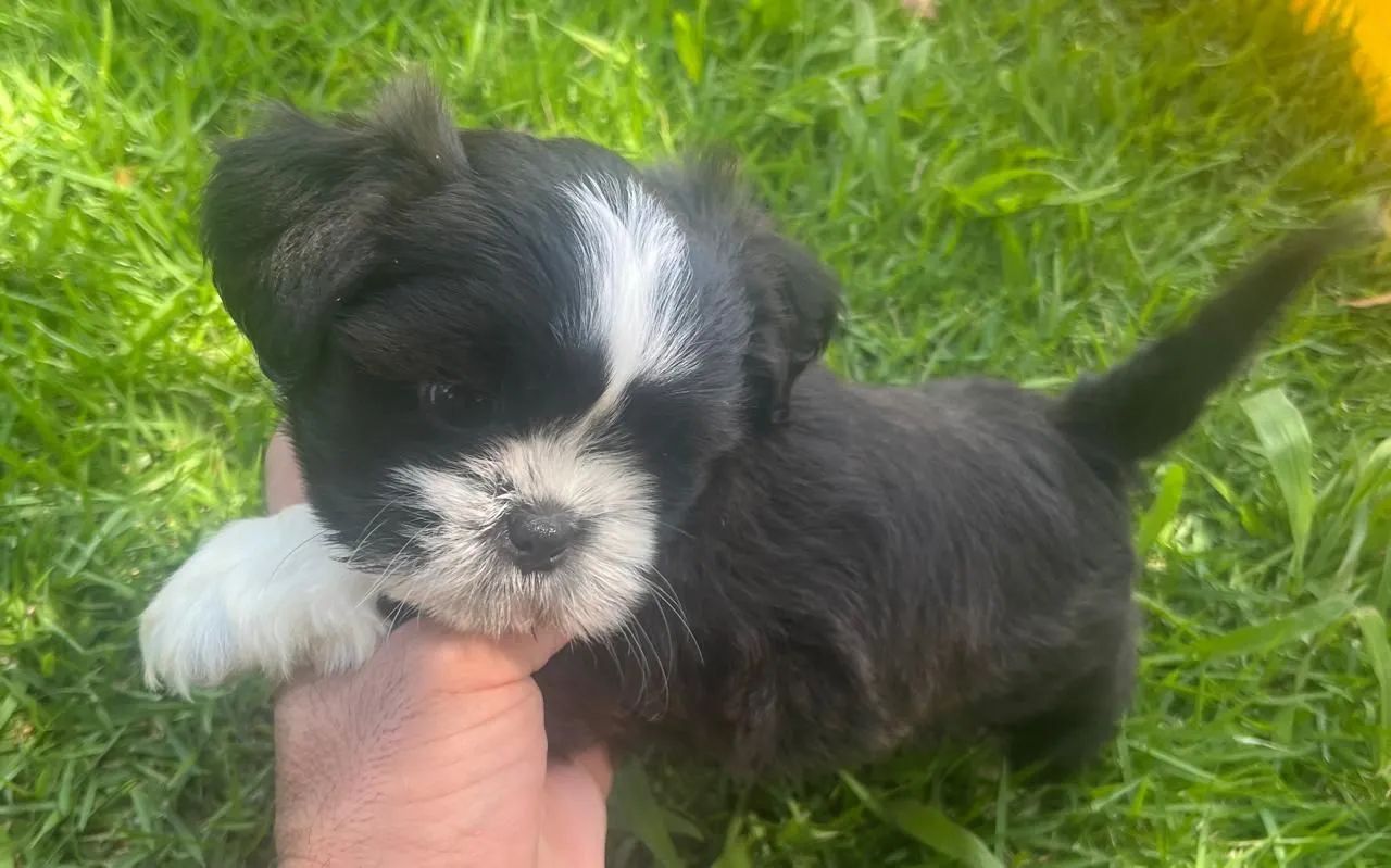 Shitzu vacinado - Foto 5