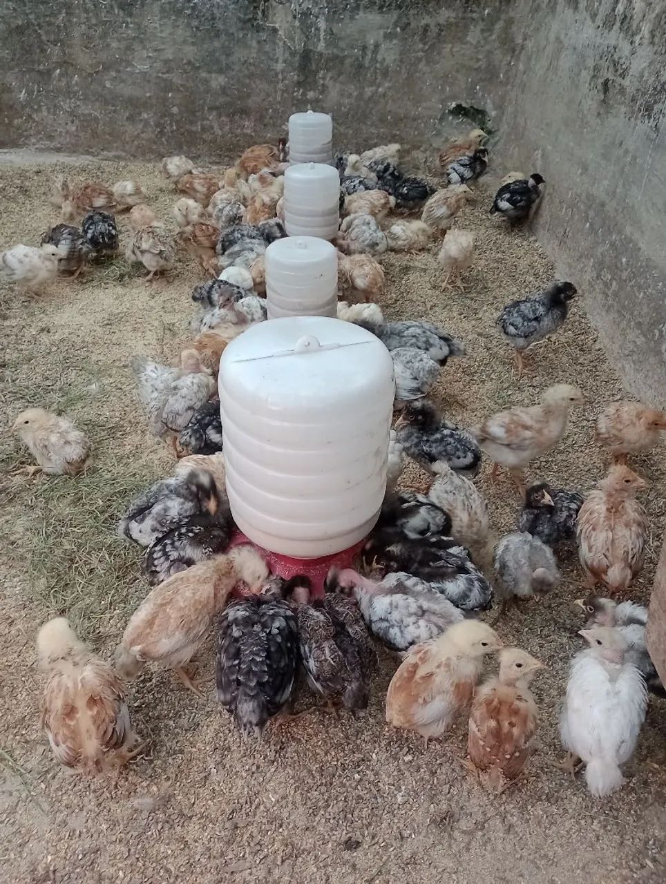 Pintainhas linhagem pesadão ( postura e engorda) - Foto 2