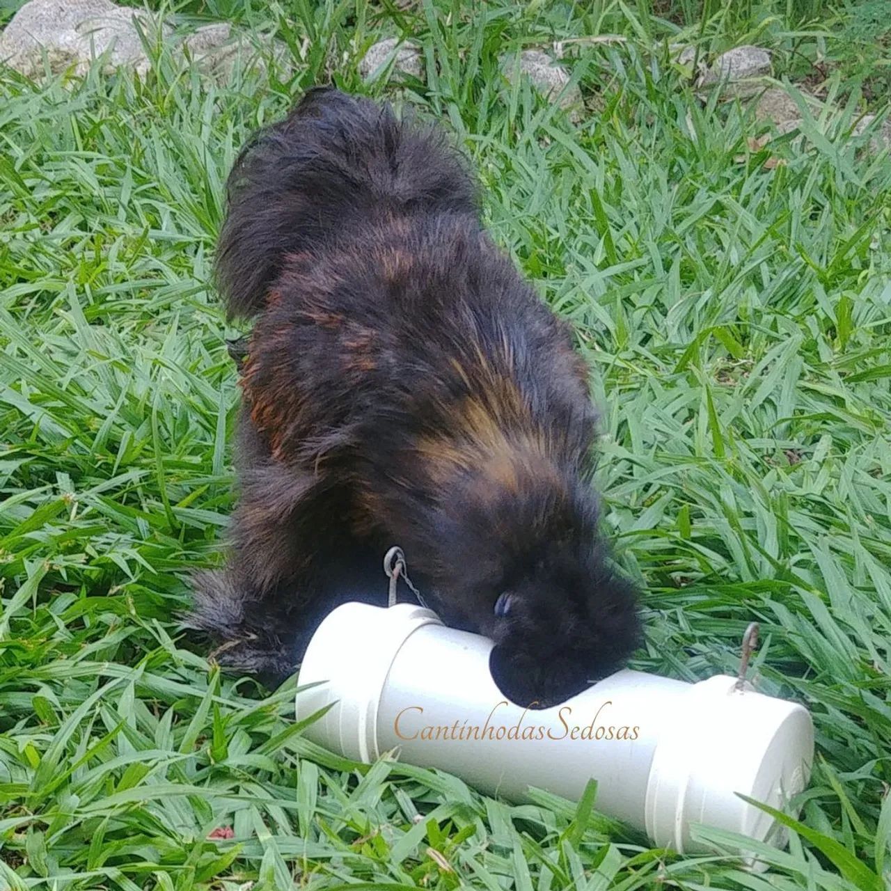 Galos da raça Sedosa - Foto 4