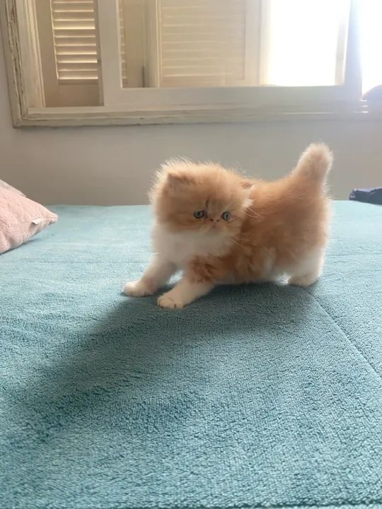 FILHOTE DE GATO PERSA - Foto 5