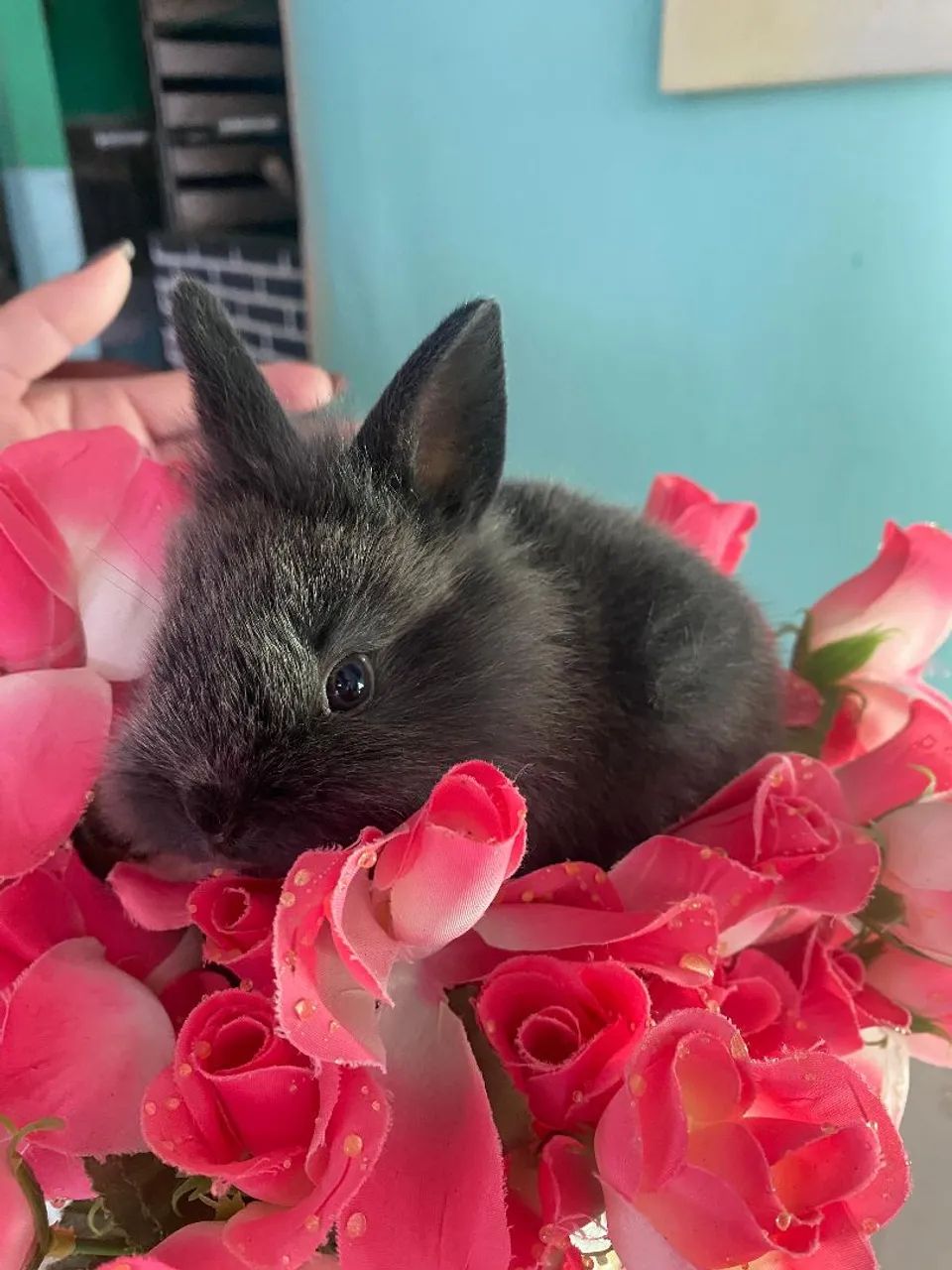 Coelhinhos anão nerteland  - Foto 2