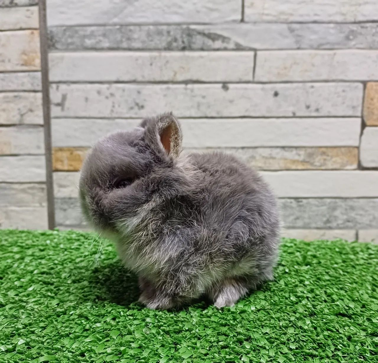 Netherland Dwarf  *coelho anão* linhagem Importada  - Foto 4