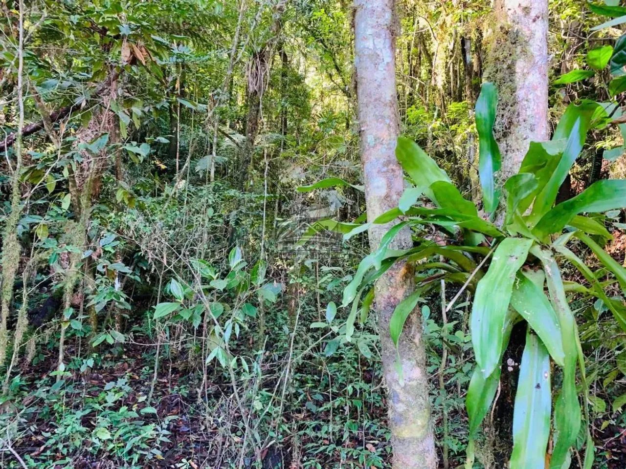 Terreno Rural para Venda em Angelina, ALTO GARCIA. - Foto 5