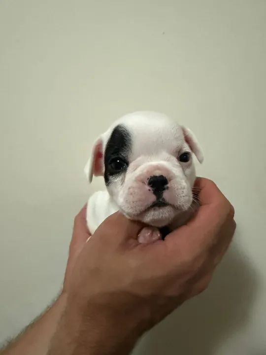Filhotes Bulldog Francês - Lindos e Brincalhões - Foto 5
