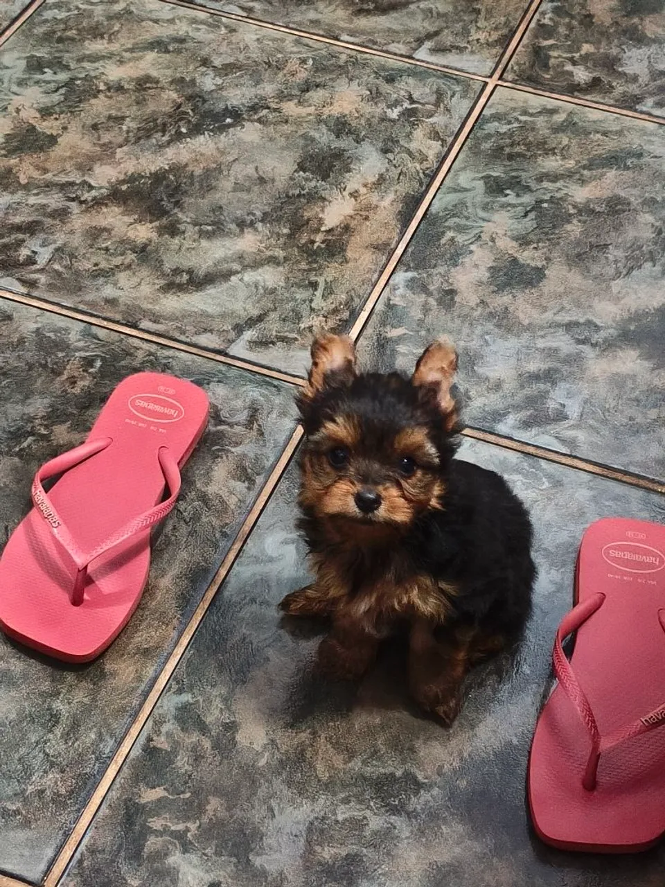 Filhote de Yorkshire Terrier