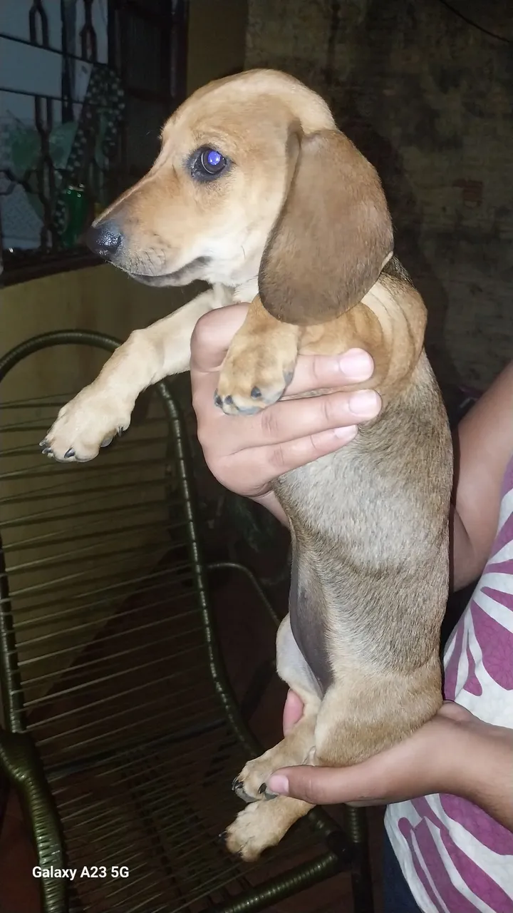 Filhote fêmeas  de Dachshund disponível para venda 