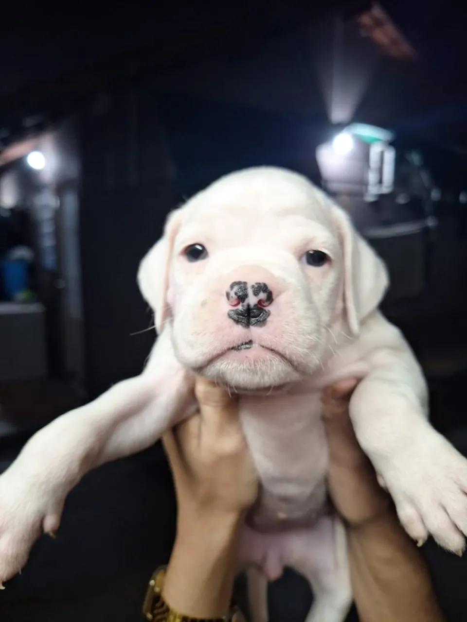 Filhote Boxer Puro-sangue