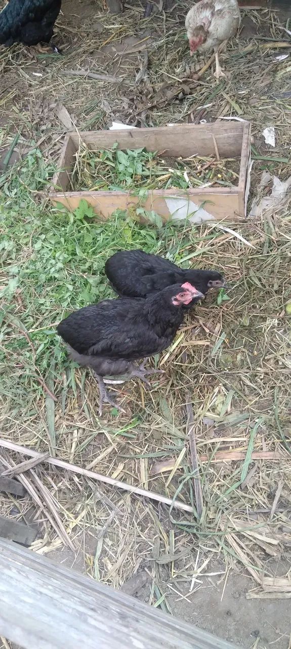 Galinhas galo frango frangas pra vender tem uns 20 a 25 se levar tudo  - Foto 3