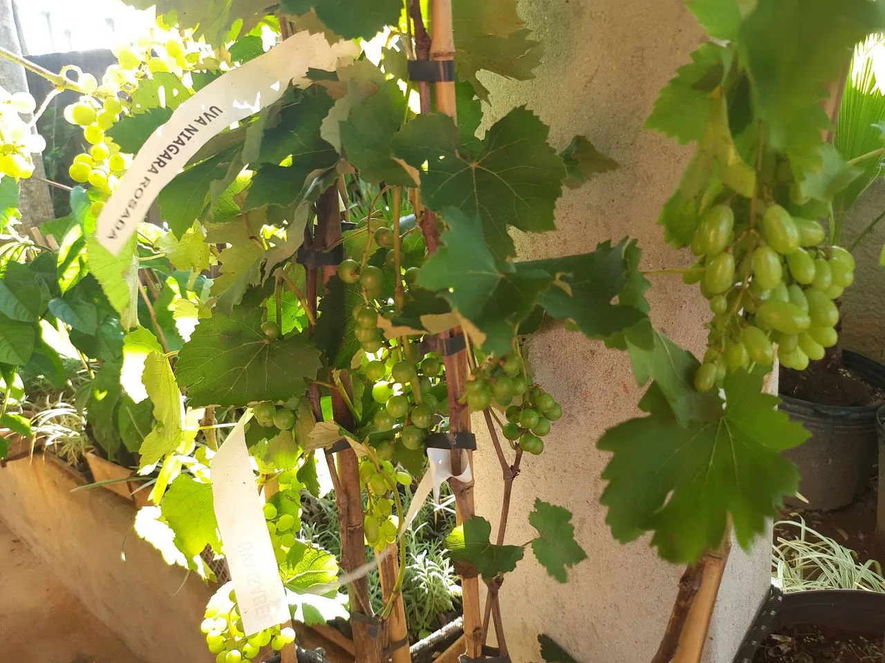 UVAS PRODUZINDO  - Foto 3