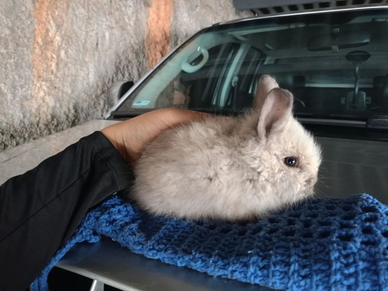 Coelho filhote  - Foto 4