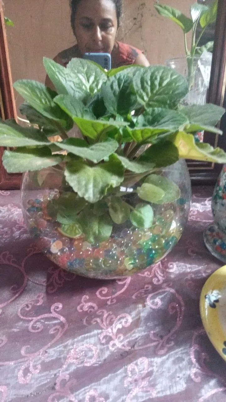 Planta em vaso de vidro com pedrinhas coloridas - Foto 2