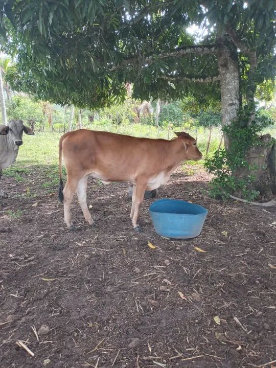 Vaca parida e novilha - Foto 2