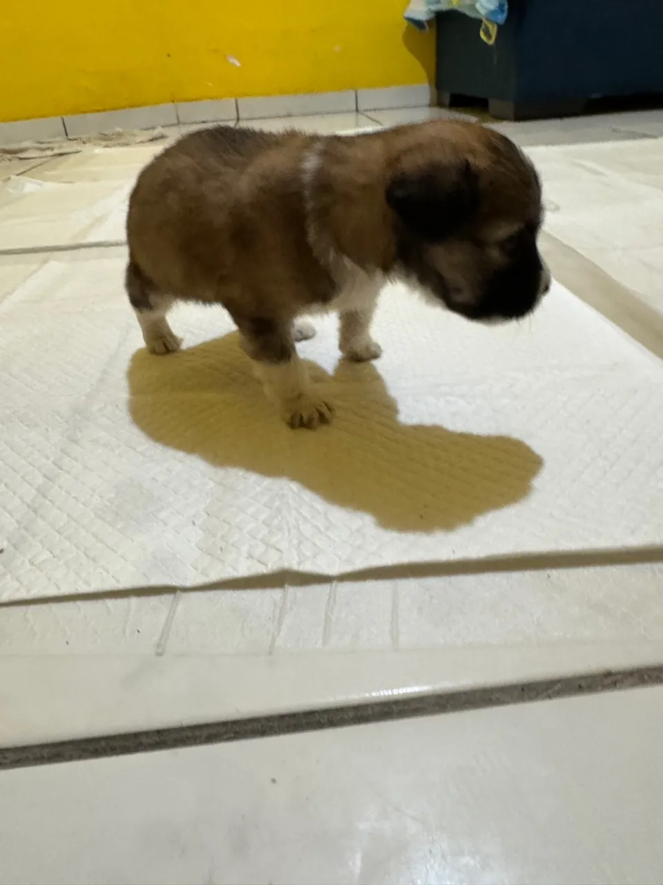 Filhote de cachorro fofo