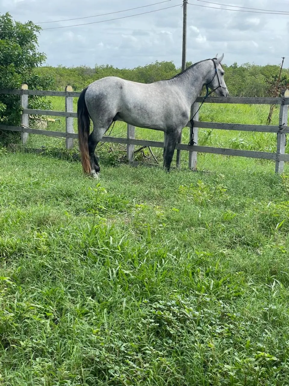 Cavalo Puro Sangue - Beleza e Força
