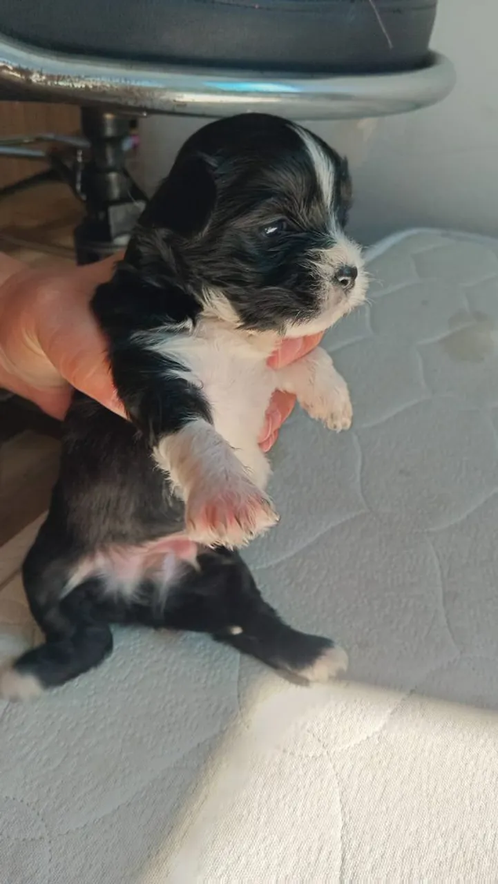 Vendo um filhote macho, cria de stih tzu